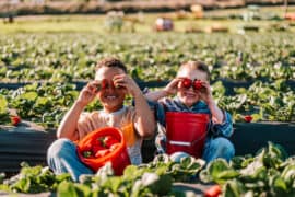 Strawberry Picking Places in Temecula California