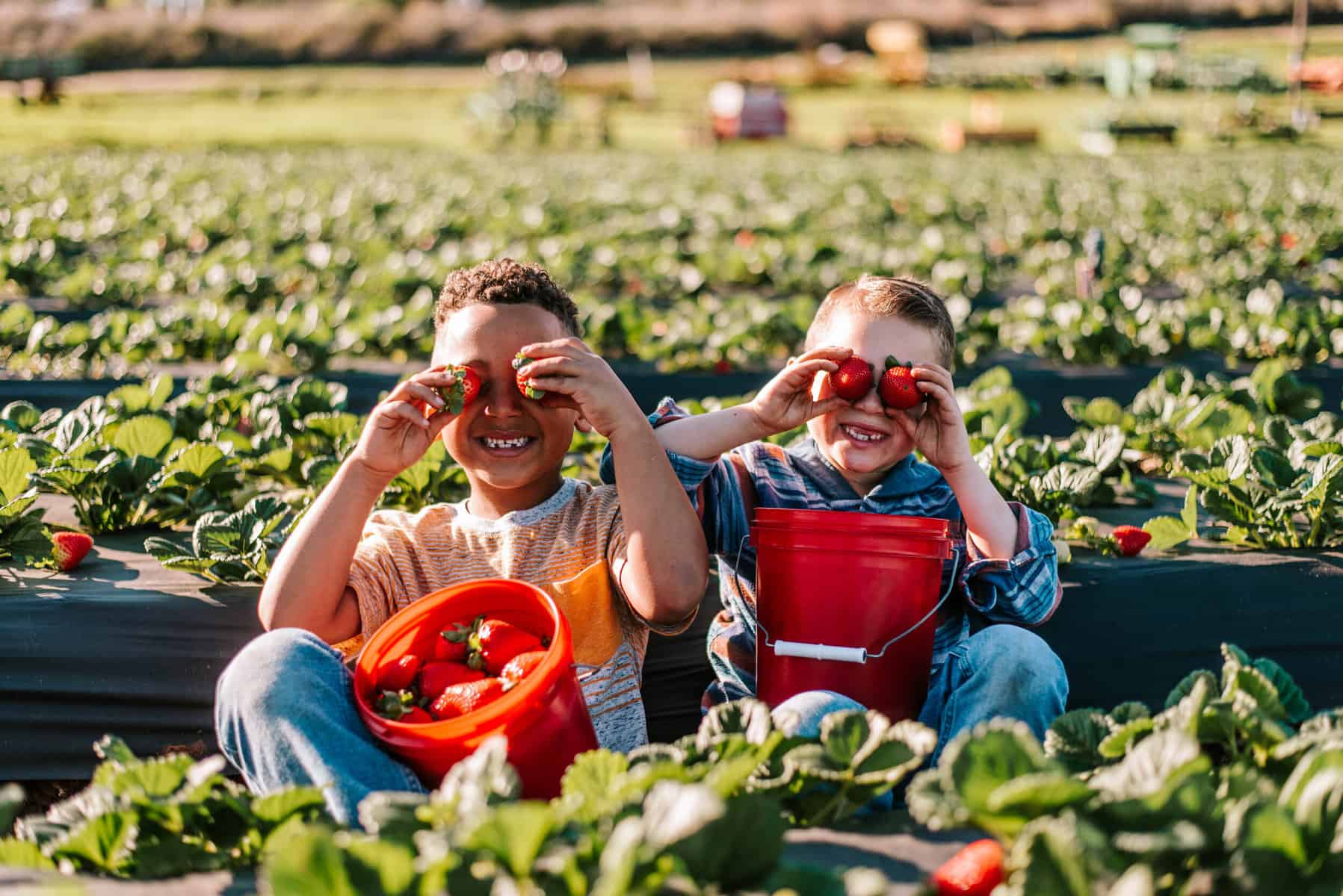 The Sweetest Strawberry Picking Spots in Temecula California 