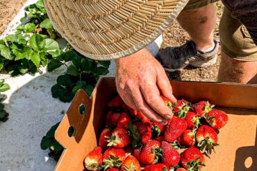 Strawberry Picking Places in Temple Texas