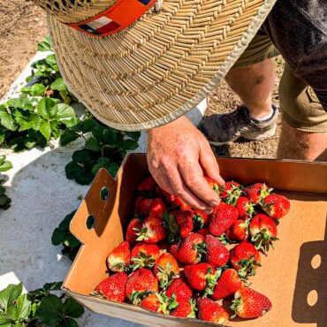 Strawberry Picking Places in Temple Texas