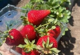 Strawberry Picking Places in Thousand Oaks California