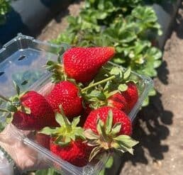 Strawberry Picking Places in Thousand Oaks California