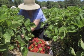 Strawberry Picking Places in Topeka Kansas