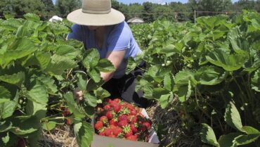 Strawberry Picking Places in Topeka Kansas