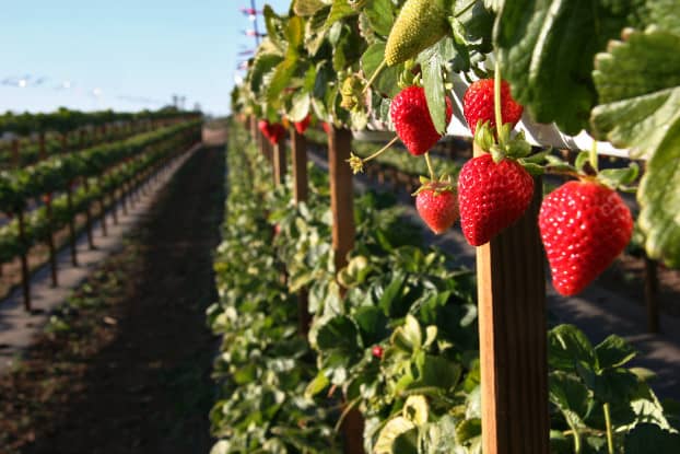 Strawberry Picking Places in Torrance California