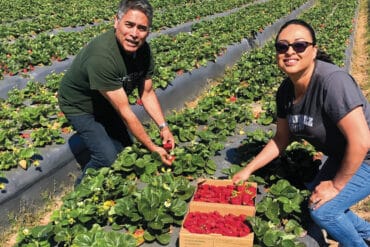 Strawberry Picking Places in Tracy California