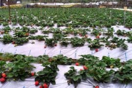 Strawberry Picking Places in Tsuen Wan New Territories