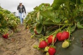 Strawberry Picking Places in Turlock California