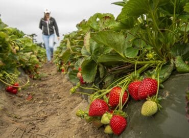 Strawberry Picking Places in Turlock California