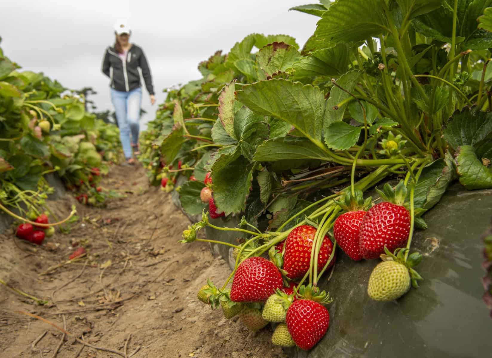 Strawberry Picking Places in Turlock California