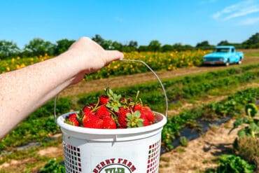 Strawberry Picking Places in Tyler Texas