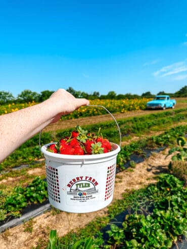 Strawberry Picking Places in Tyler Texas