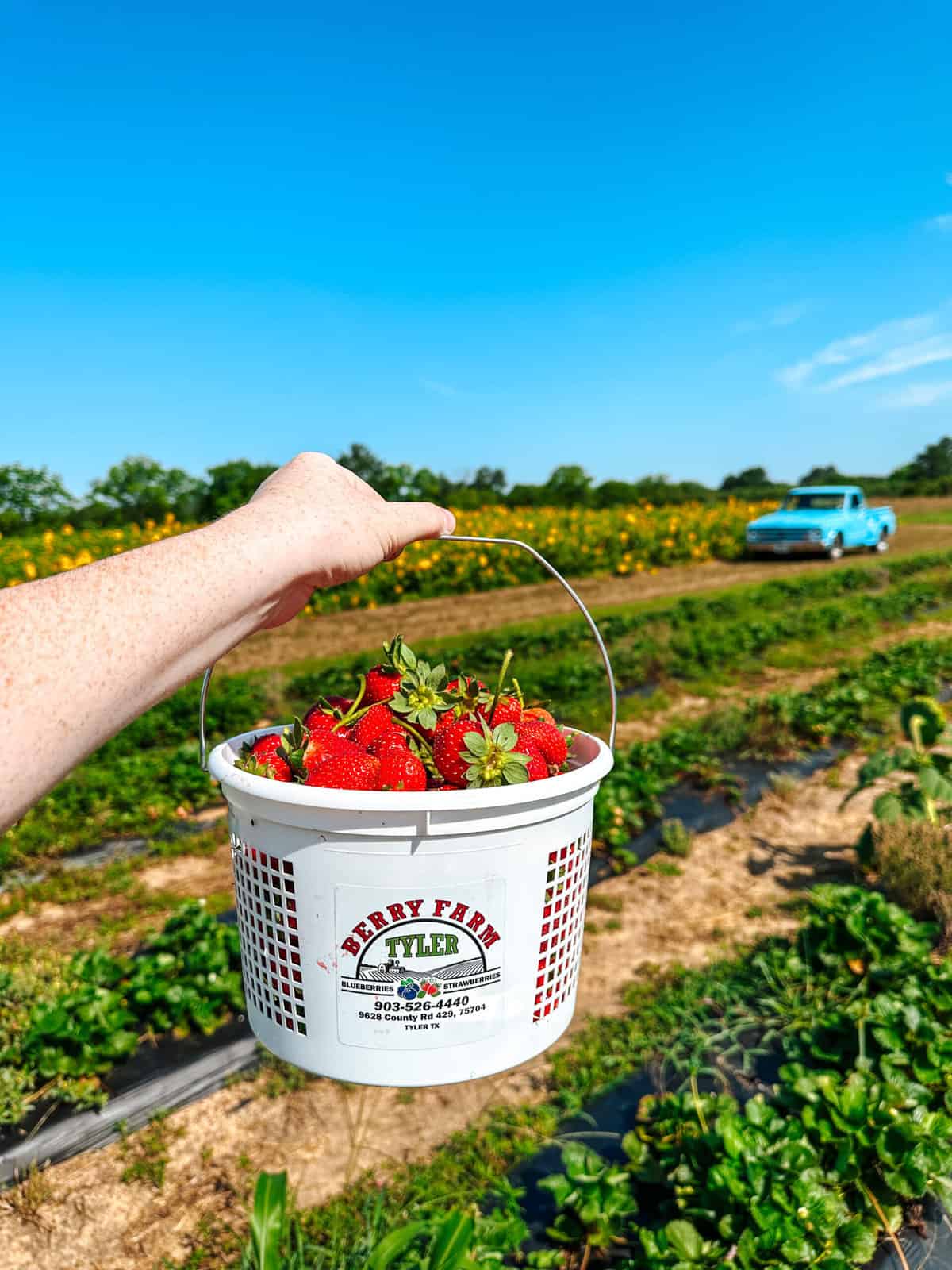 Strawberry Picking Places in Tyler Texas