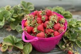 Strawberry Picking Places in Vallejo California