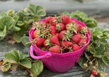 Strawberry Picking Places in Vallejo California