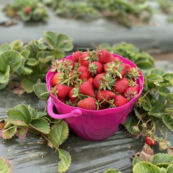 Strawberry Picking Places in Vallejo California