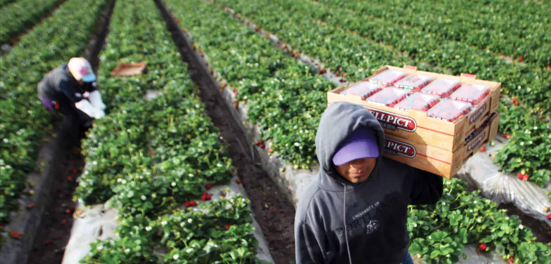 Strawberry Picking Places in Ventura California