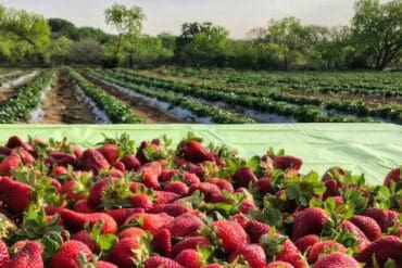 Strawberry Picking Places in Victoria Texas