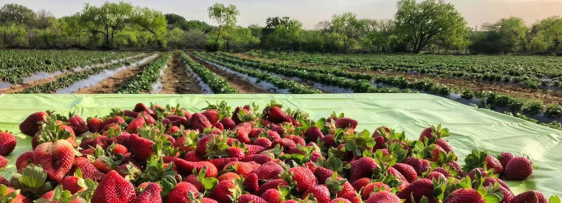 Strawberry Picking Places in Victoria Texas