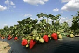 Strawberry Picking Places in Vista California