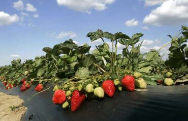 Strawberry Picking Places in Vista California