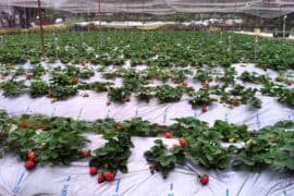 Strawberry Picking Places in Wan Chai Hong Kong Island