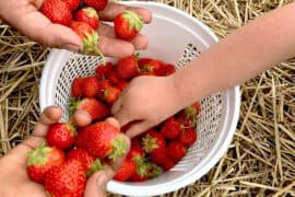 Strawberry Picking Places in West Jordan Utah