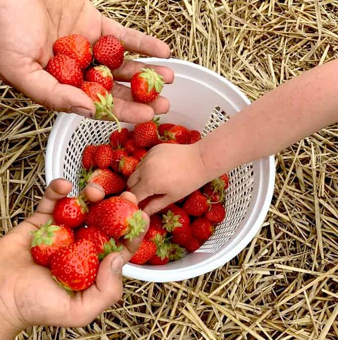 Strawberry Picking Places in West Jordan Utah