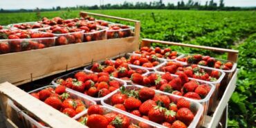 Strawberry Picking Places in West Valley City Utah