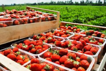 Strawberry Picking Places in West Valley City Utah