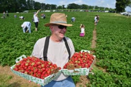 Strawberry Picking Places in Westminster California