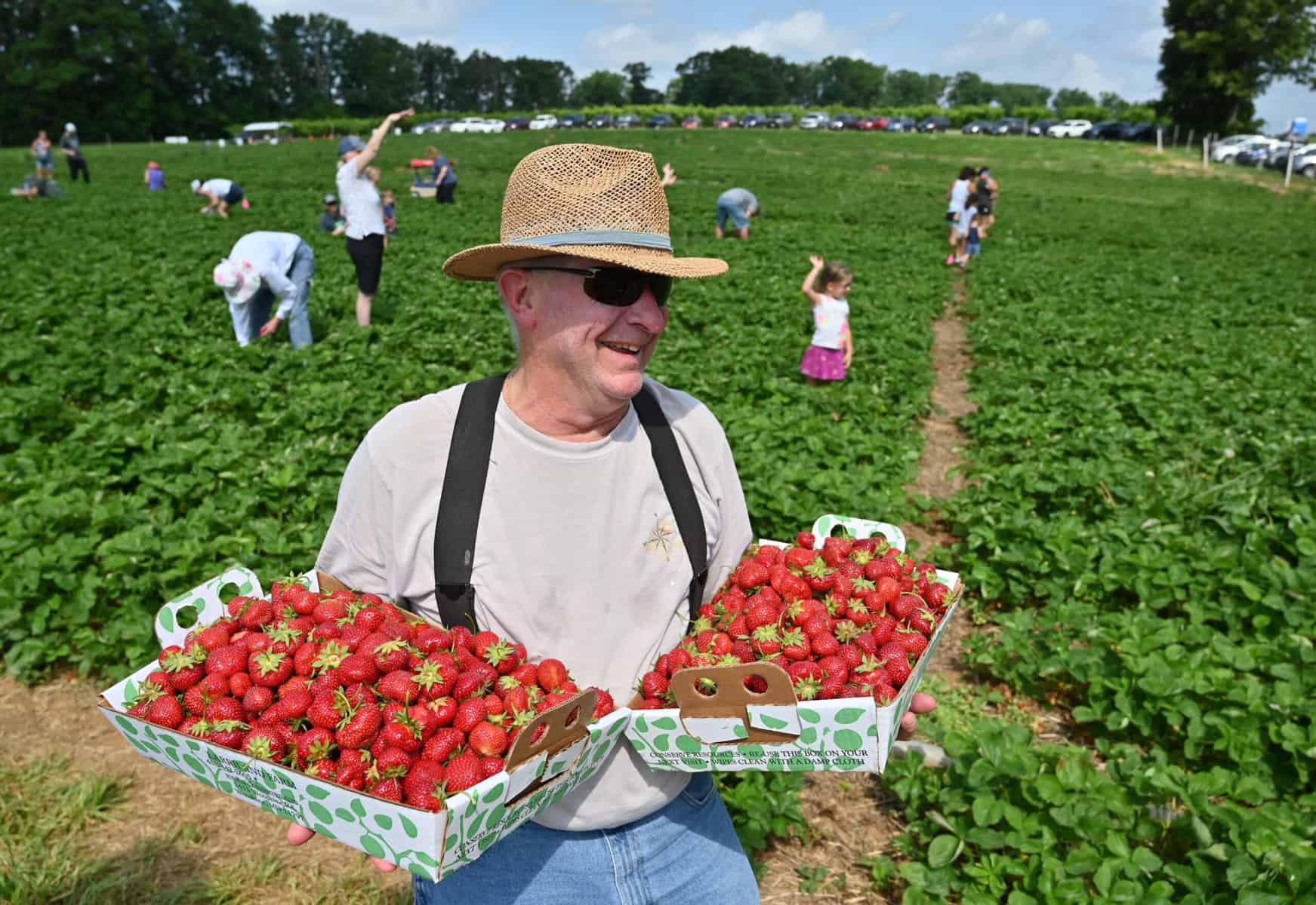 Strawberry Picking Places in Westminster California