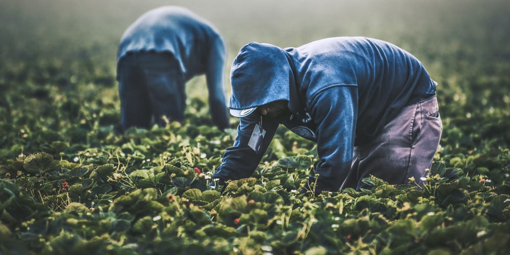 Strawberry Picking Places in Whittier California