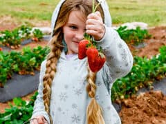 Strawberry Picking Places in Wichita Falls Texas