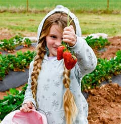 Strawberry Picking Places in Wichita Falls Texas