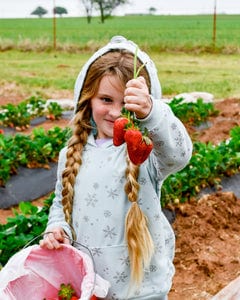 Strawberry Picking Places in Wichita Falls Texas