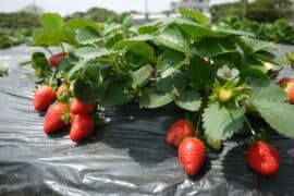 Strawberry Picking Places in Yuen Long New Territories