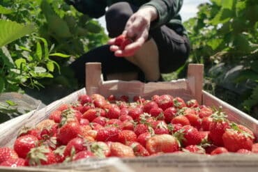 Strawberry Picking Places in Yuma Arizona