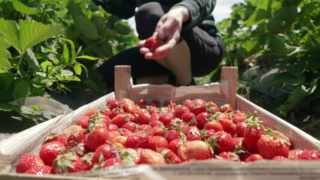 Strawberry Picking Places in Yuma Arizona