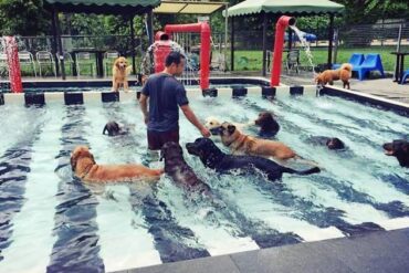 Swimming Pools and Aquatic Centres in Bukit Timah