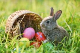 Things to do at Easter for Kids in Murrieta California