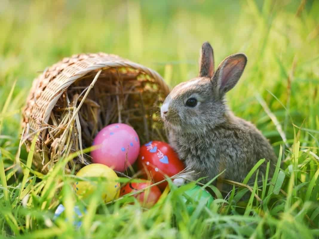 Things to do at Easter for Kids in Murrieta California