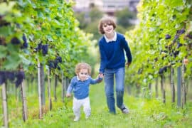 Things to do with Toddlers in Napa California