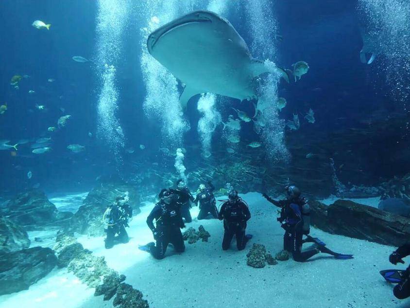 Dive into a World of Wonders: Exploring Albany State Marine Reserve