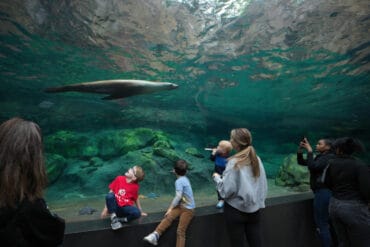 Zoos, Animal Farms and Aquariums in Allen Texas