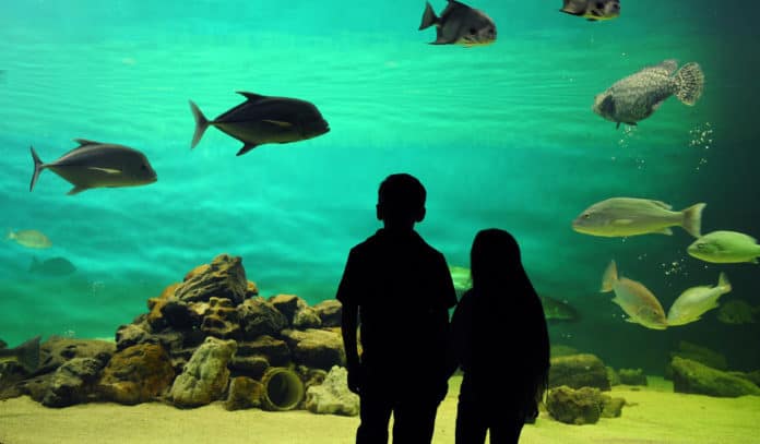 Zoos, Animal Farms and Aquariums in Baytown Texas