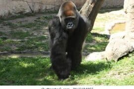 Zoos, Animal Farms and Aquariums in Brownsville Texas