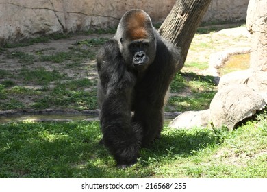 Zoos, Animal Farms and Aquariums in Brownsville Texas