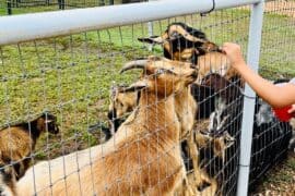 Zoos, Animal Farms and Aquariums in Carrollton Texas