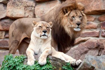 Zoos, Animal Farms and Aquariums in Dallas Texas